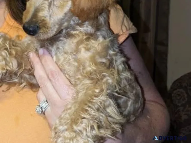 Miniature Poodle
