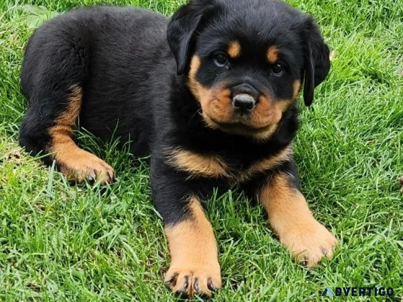 Akc german rottweiler