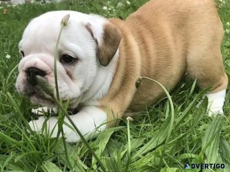 Champion Bulldog Puppies