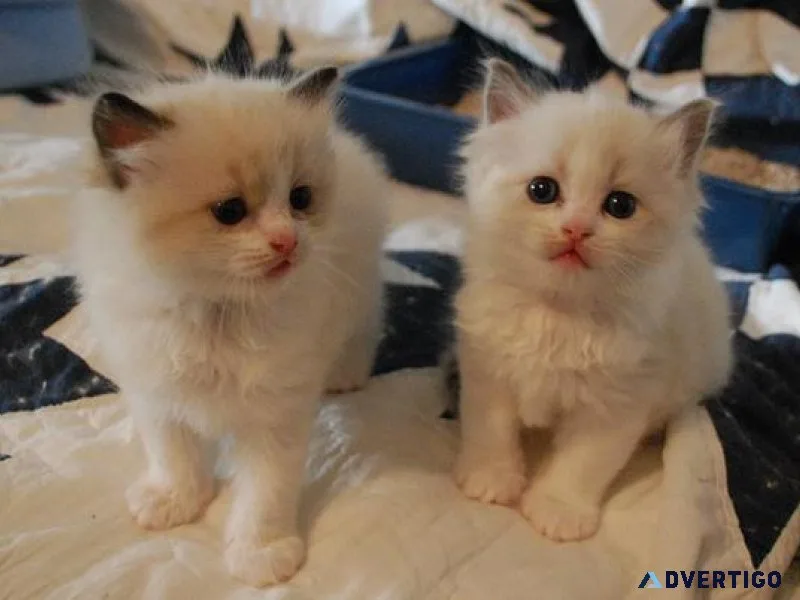 Gorgeous Ragdoll kittens.