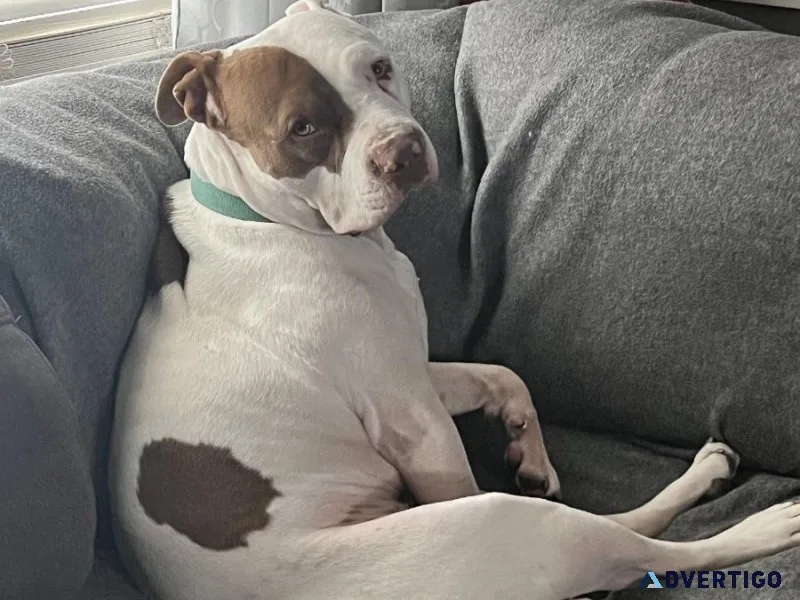 Sweet Pit needs new home