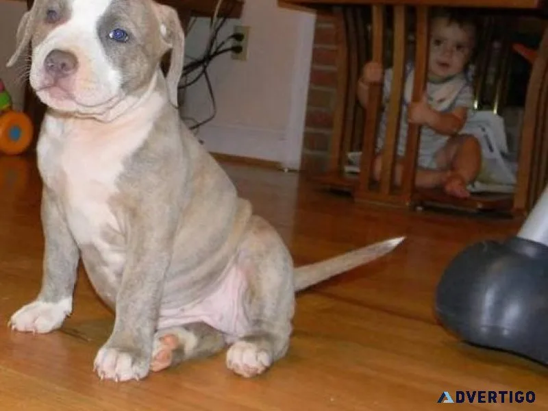 American bulldog puppies for sale