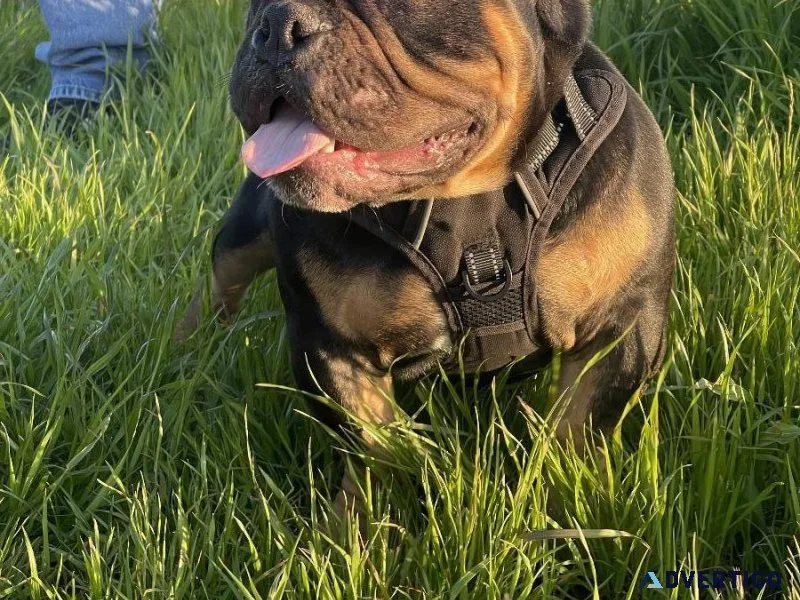 Tri-Colored American Micro Bully-MALE