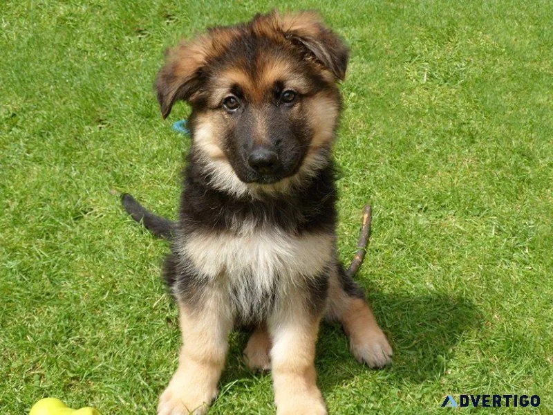 german shepherd puppies for sale