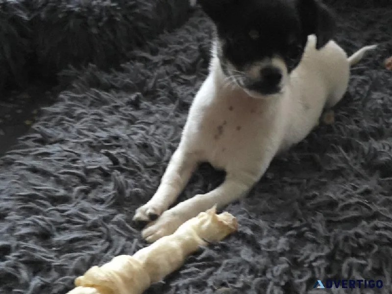 Shichi (ShiztuChihuahua)3 months old