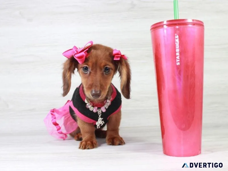 Dachshund Puppy For Sale