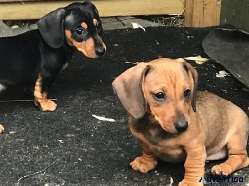 Dachshund Puppies for sale.