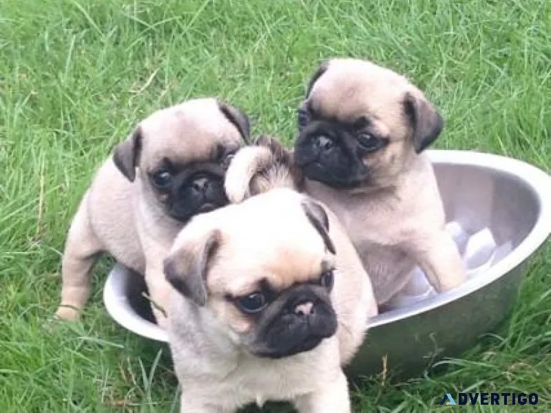 3 beautiful pug puppies looking for a new home