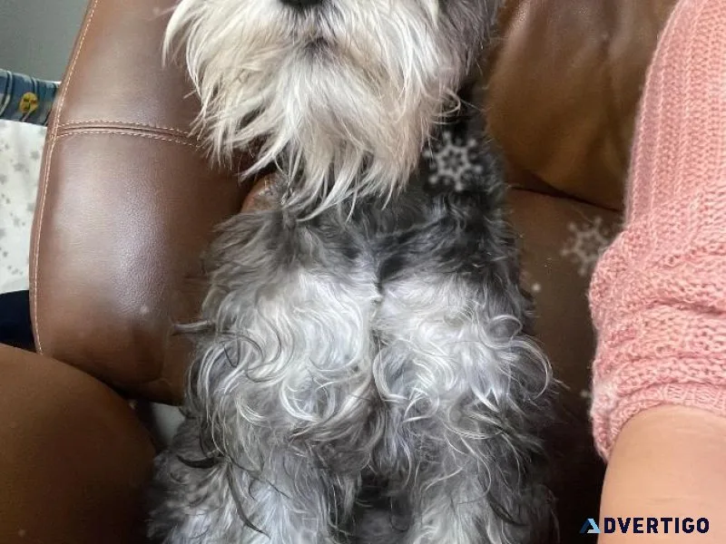 Bruno mini schnauzer