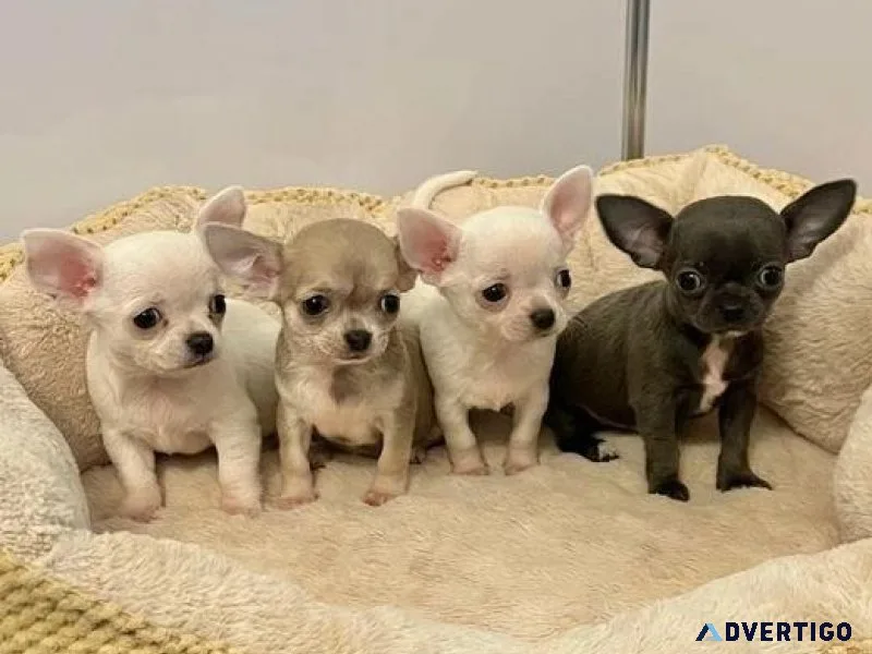 4 cute chihuahua pups 2 boys and 2 girls for sale