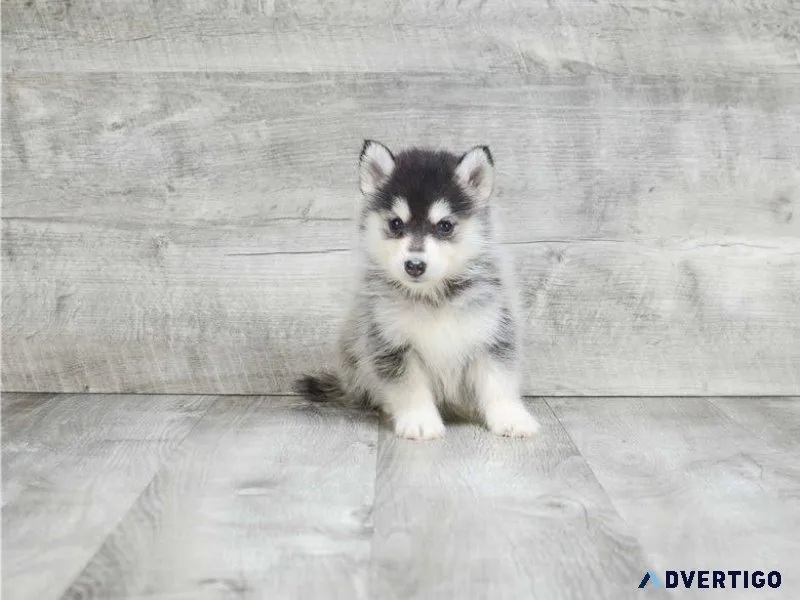 Pomsky puppies