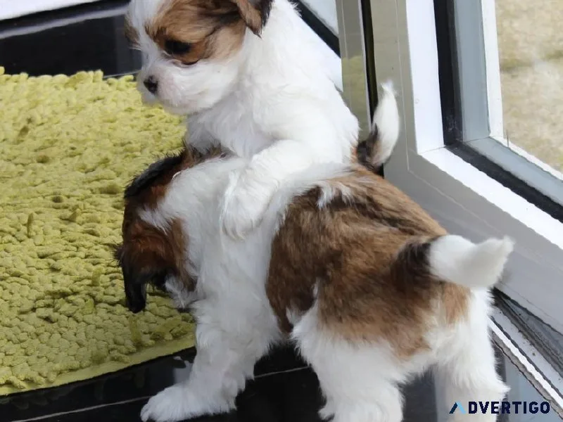 Shih tzu boys and girls for sale