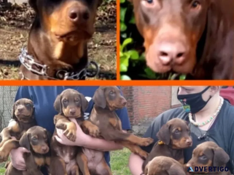 RED DOBERMAN PUPPIES