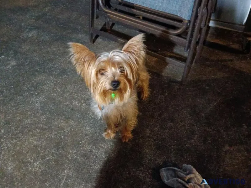 YORKIE