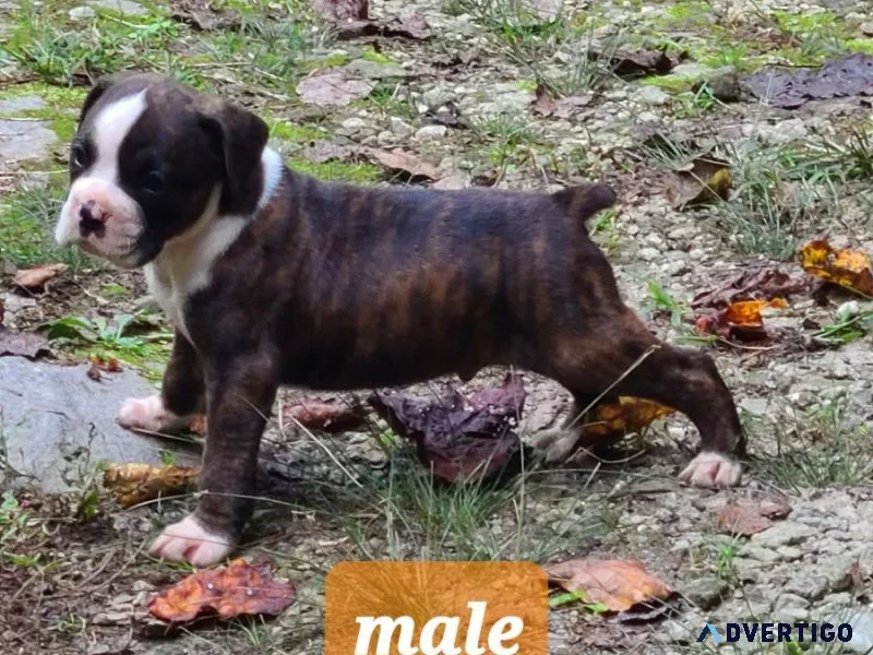 CKC  BOXER PUPPIES