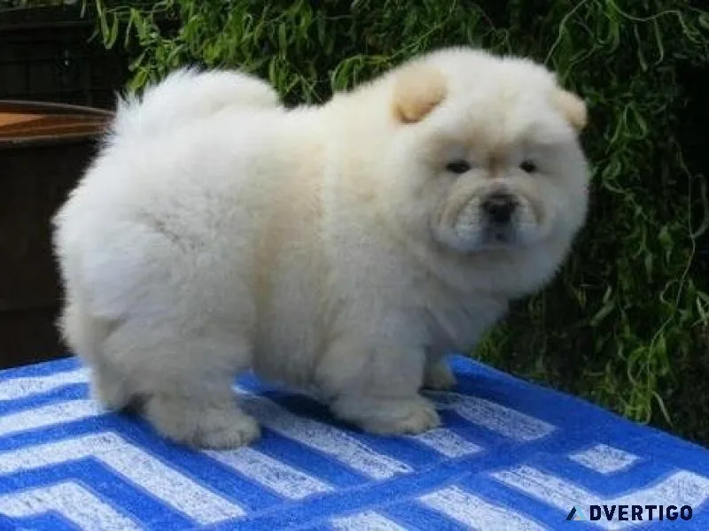 Sweet Chow Chow Puppies