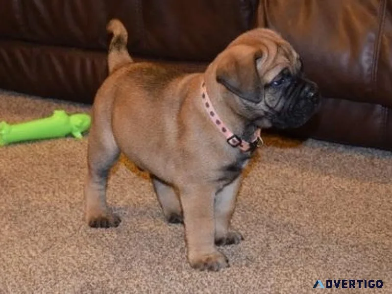 Well socialized Bullmastiff puppies.