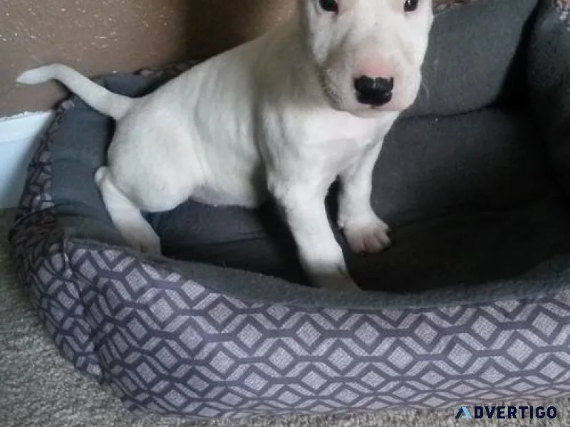 Adorable Bull Terrier Puppies.