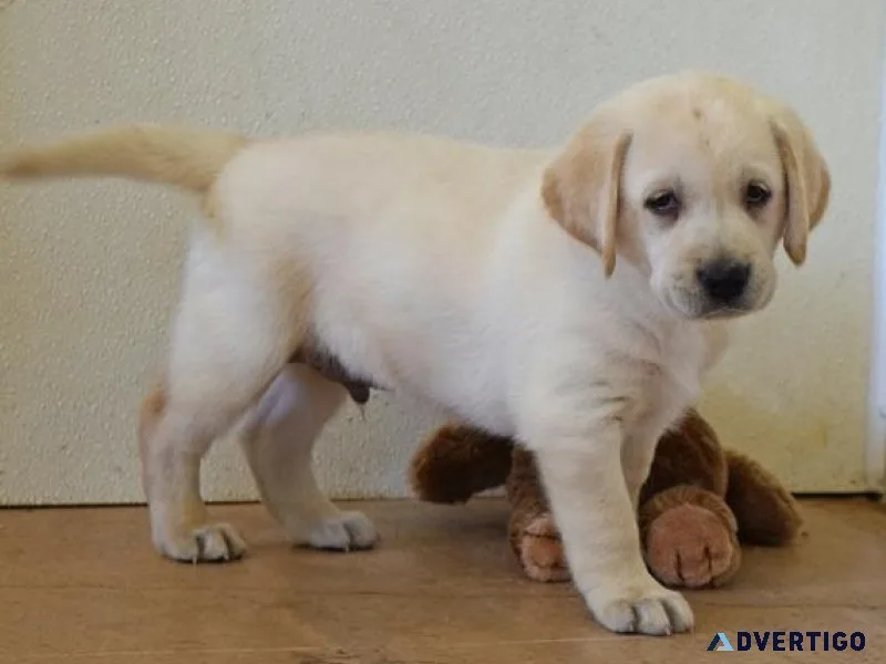 Adorable Labrador Retriever puppies ready