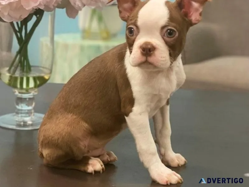 Healthy Boston Terrier puppies For Available.
