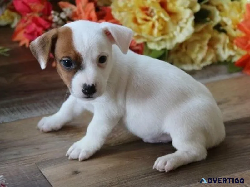 AKC Jack Russel Terrier puppies for sale.
