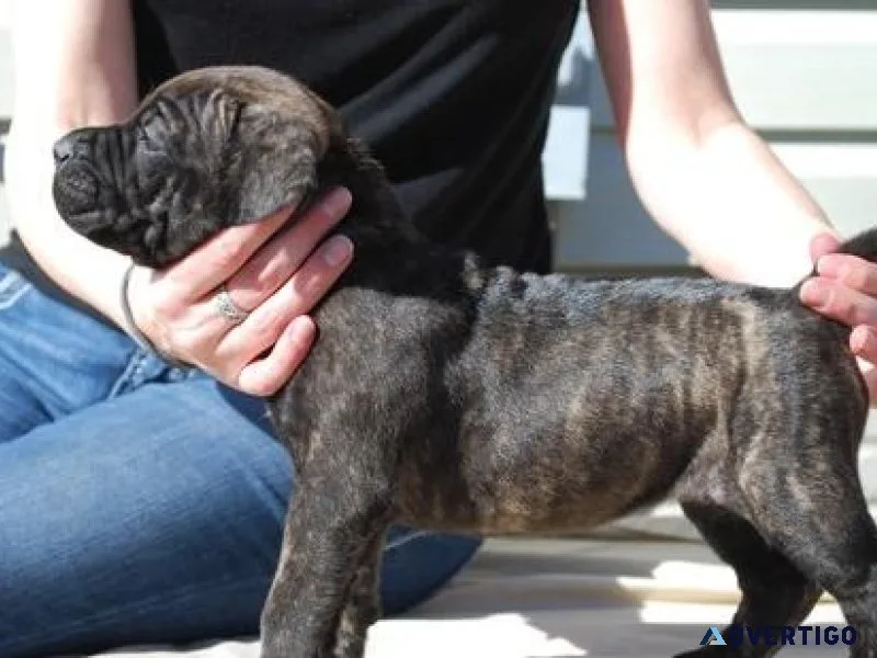 Adorable Cane Corso Italiano puppies