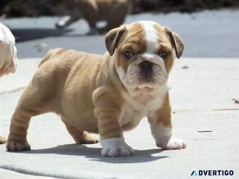 100% Pure English Bulldog puppies.