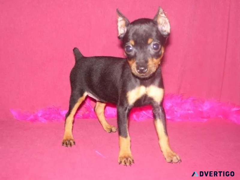 AKC Miniature Pinscher puppies