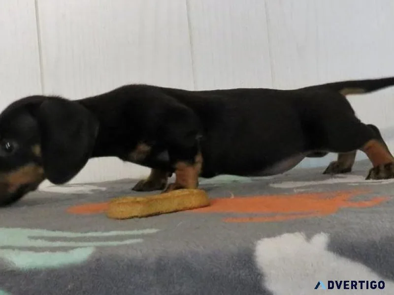 Amazing Dachshund Puppies boys and girls
