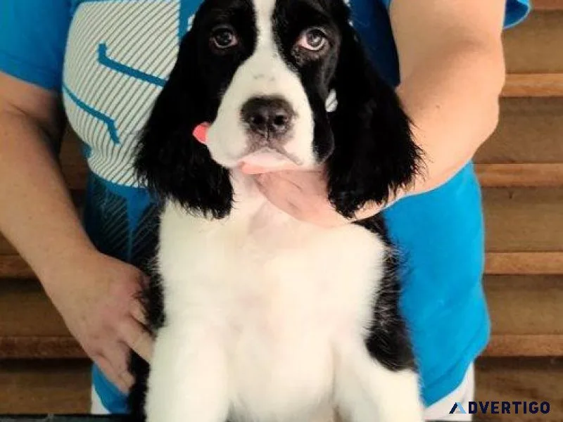 Male and female English Springer Spaniel puppies