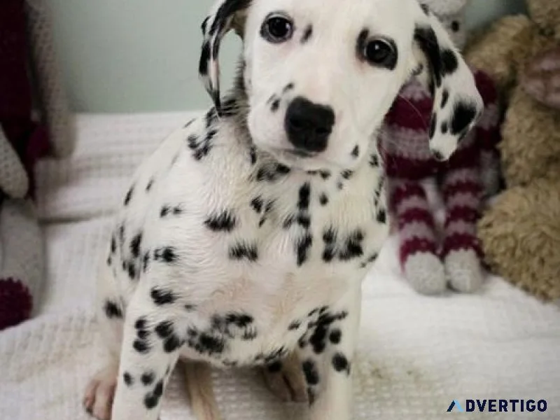 Beautiful Dalmatian puppies Ready Now.