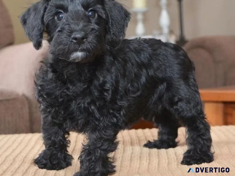 AKC Schnoodle puppies