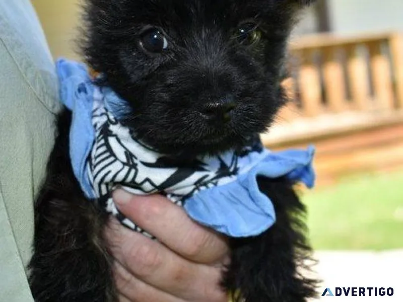 Cute Cairn Terrier Available.