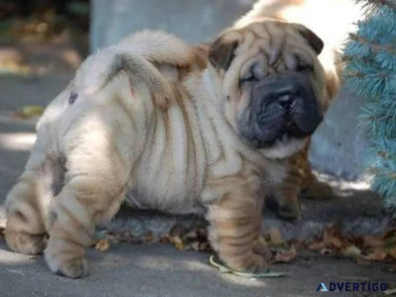 Gorgeous Chinese Shar-Pei Puppies for lovely homes.