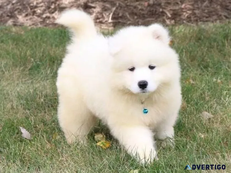 Well socialized Samoyed puppies.