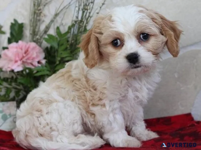 Astonished Cavachon puppies