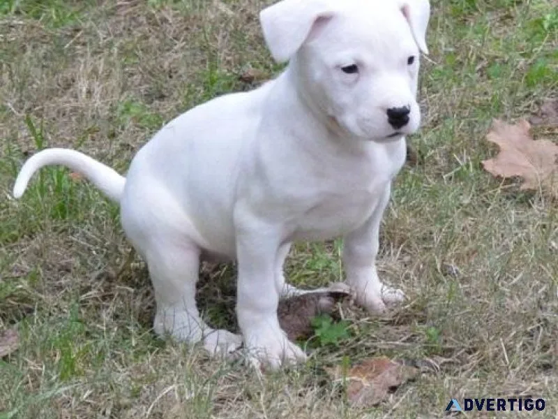 Well Socialized Dogo Argentino puppies