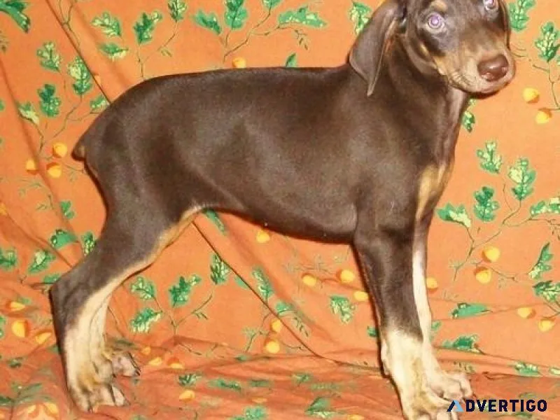 Lovely Doberman Pinscher puppies