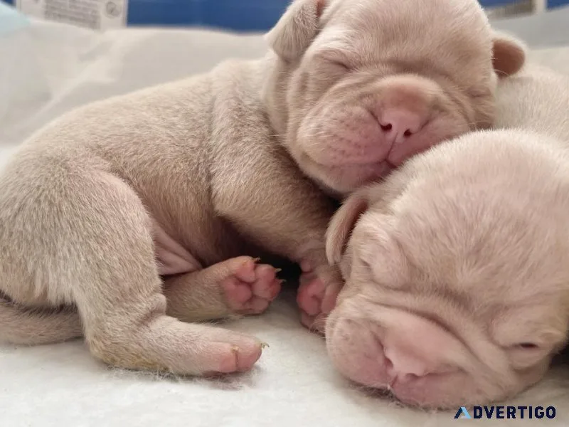 Pink Frug pug French bulldog puppies