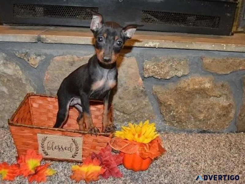 Amazing Miniature Pinscher Puppies For sale.