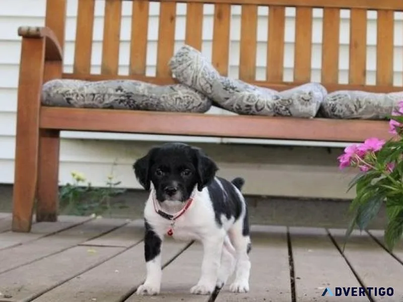 Adorable Brittany Spaniel Puppies For Sale.