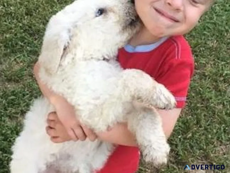 Excellent Komondor Puppies For Loving Homes