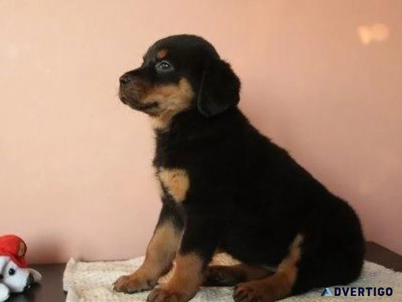 kosher every German rottweiler puppies for Sale