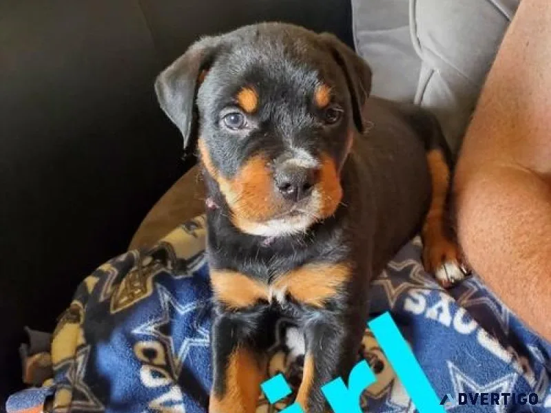 knobby expert German rottweiler puppies for Sale