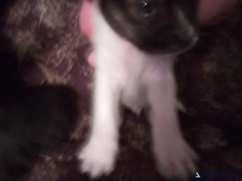 Super TINY Chihuahua Puppies