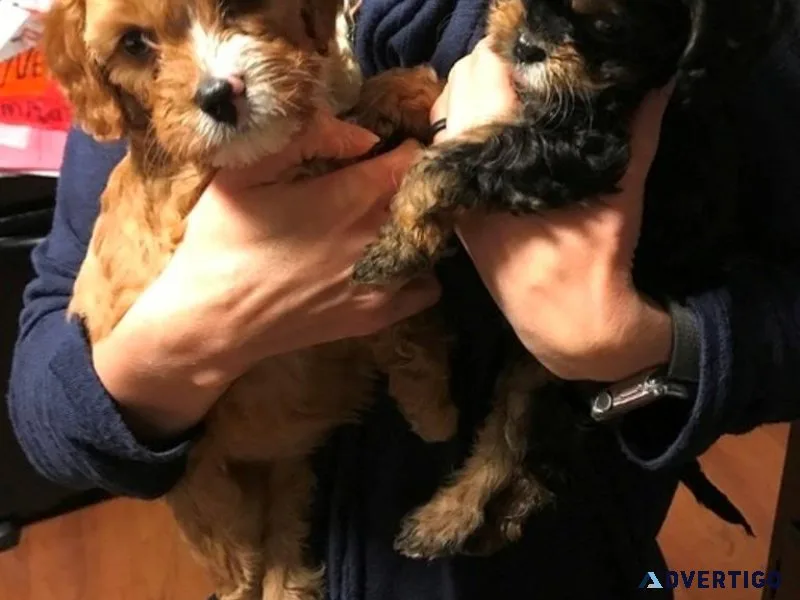 Adorable Cavapoo puppies Available for sale