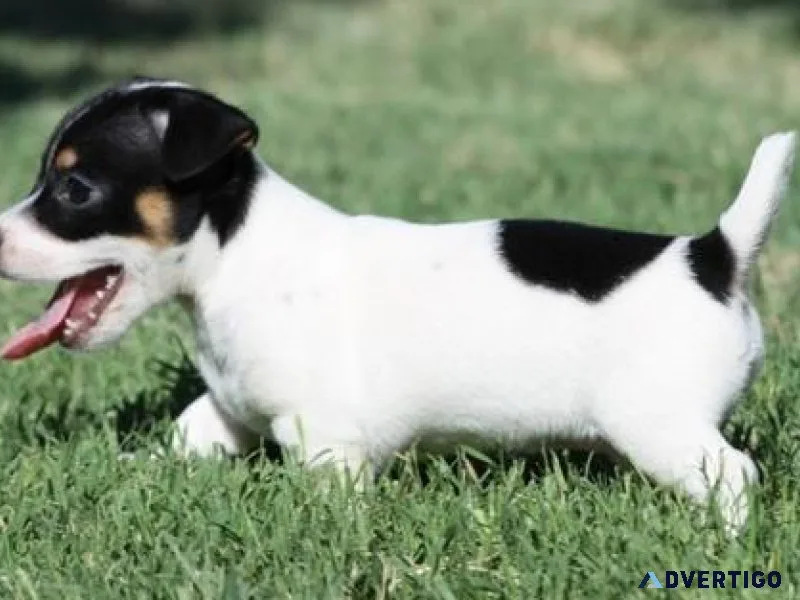AKC Jack Russel Terrier Puppies
