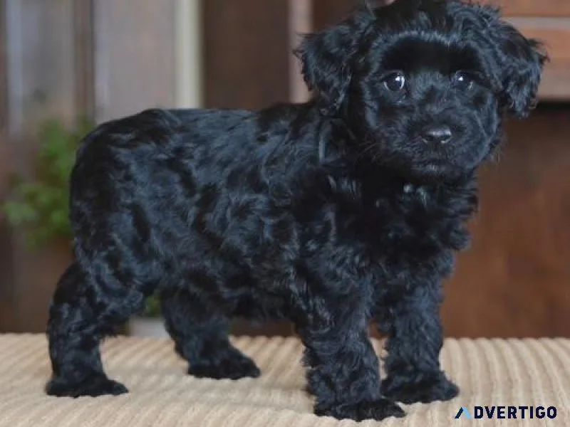 Gorgeous Schnoodle Puppies Available