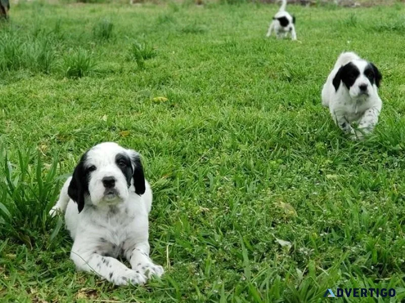 Healthy English Setter puppies for sale