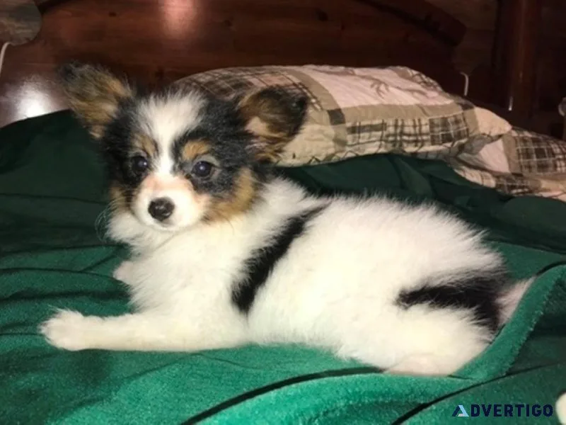 Home raised Papillon puppies for sale